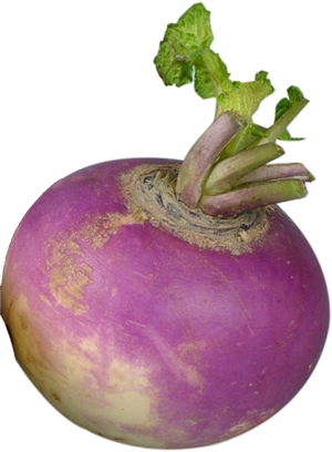 Turnip